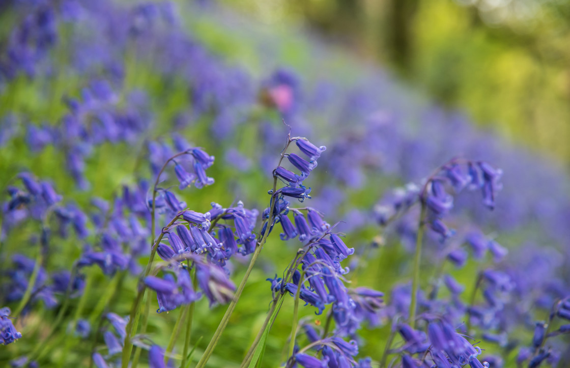 "Bluebells" stock image