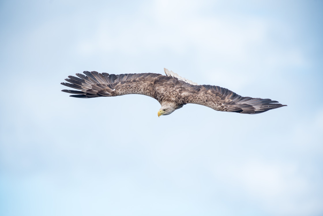 "White Tailed Sea Eagle" stock image