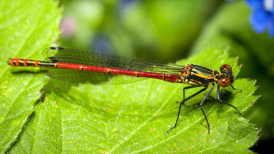"Large Red Damselfly" by Gordon England - $12.59 "Large Red Damselfly" stock image