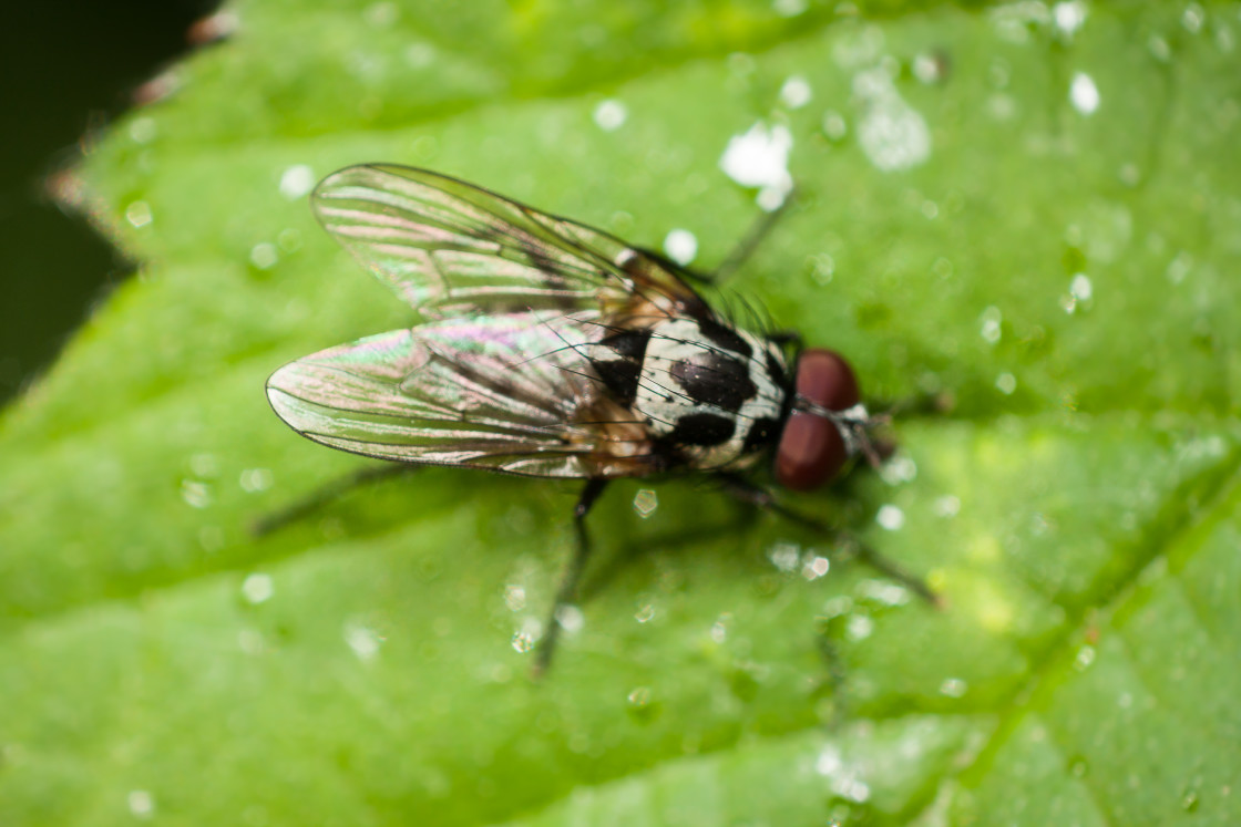"Anthomyia sp Fly" by Gordon England - $12.63 "Anthomyia sp Fly" stock image