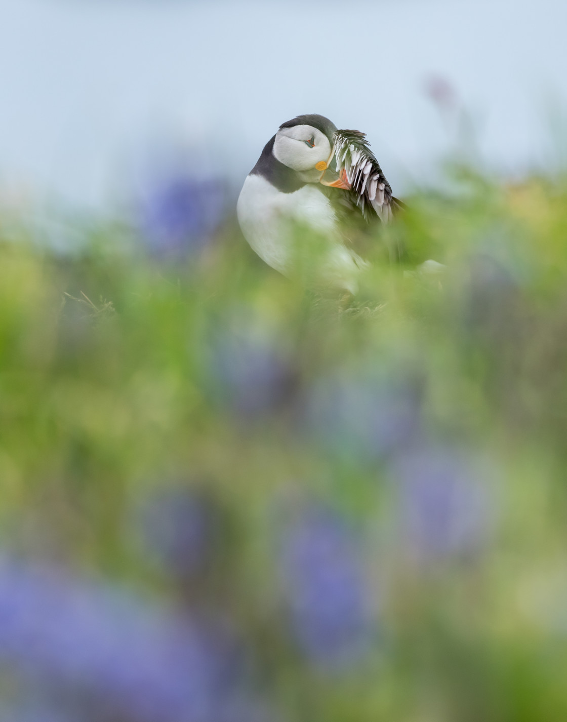 "Bluebell Puffin" stock image