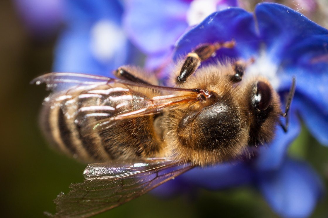 "Honey Bee Close Up" by Gordon England - $12.69 "Honey Bee Close Up" stock image