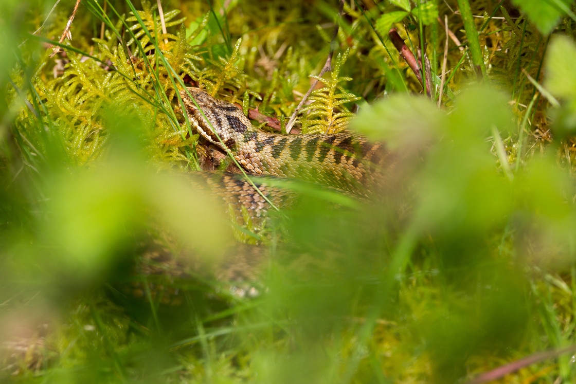 "Adder Snake" by Gordon England - $12.56 "Adder Snake" stock image