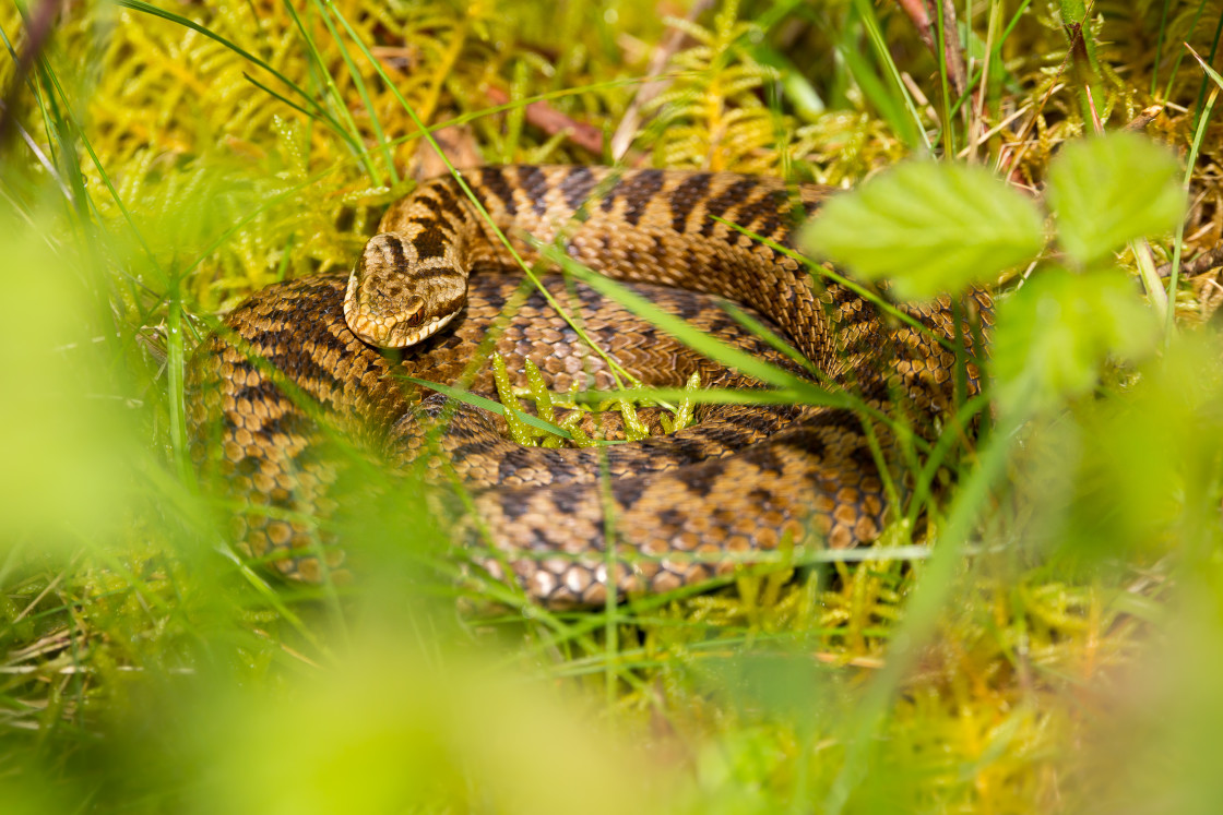 "Adder Snake" by Gordon England - $12.56 "Adder Snake" stock image