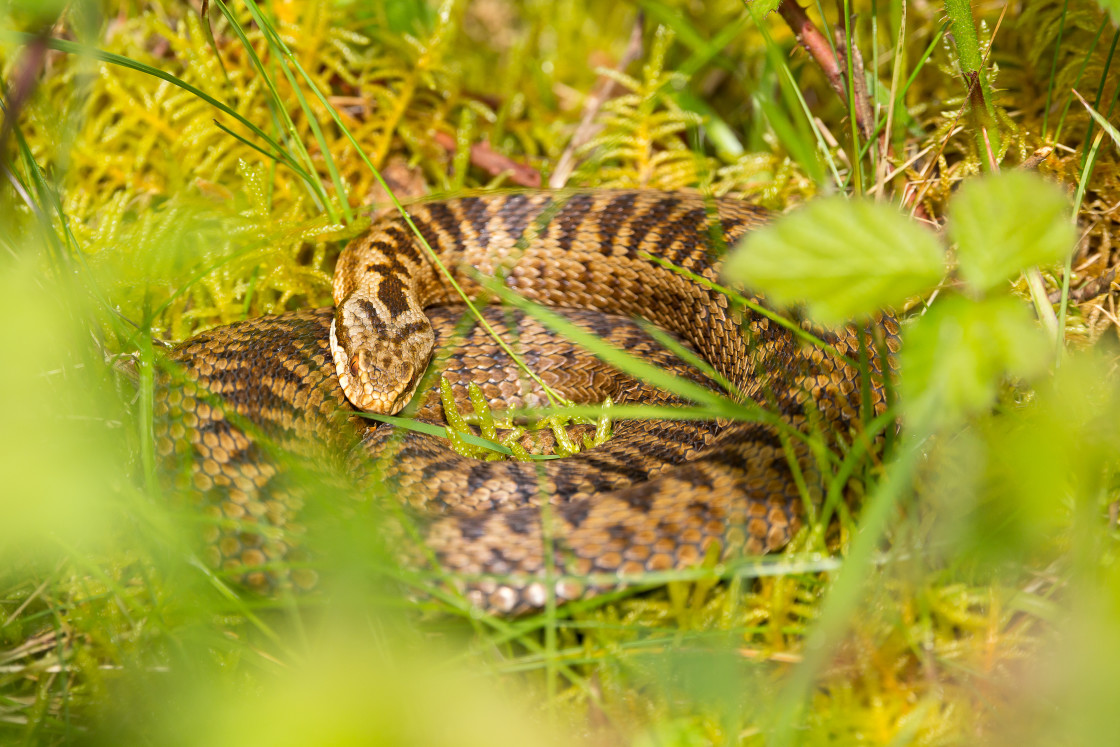 "Adder Snake" by Gordon England - $12.69 "Adder Snake" stock image