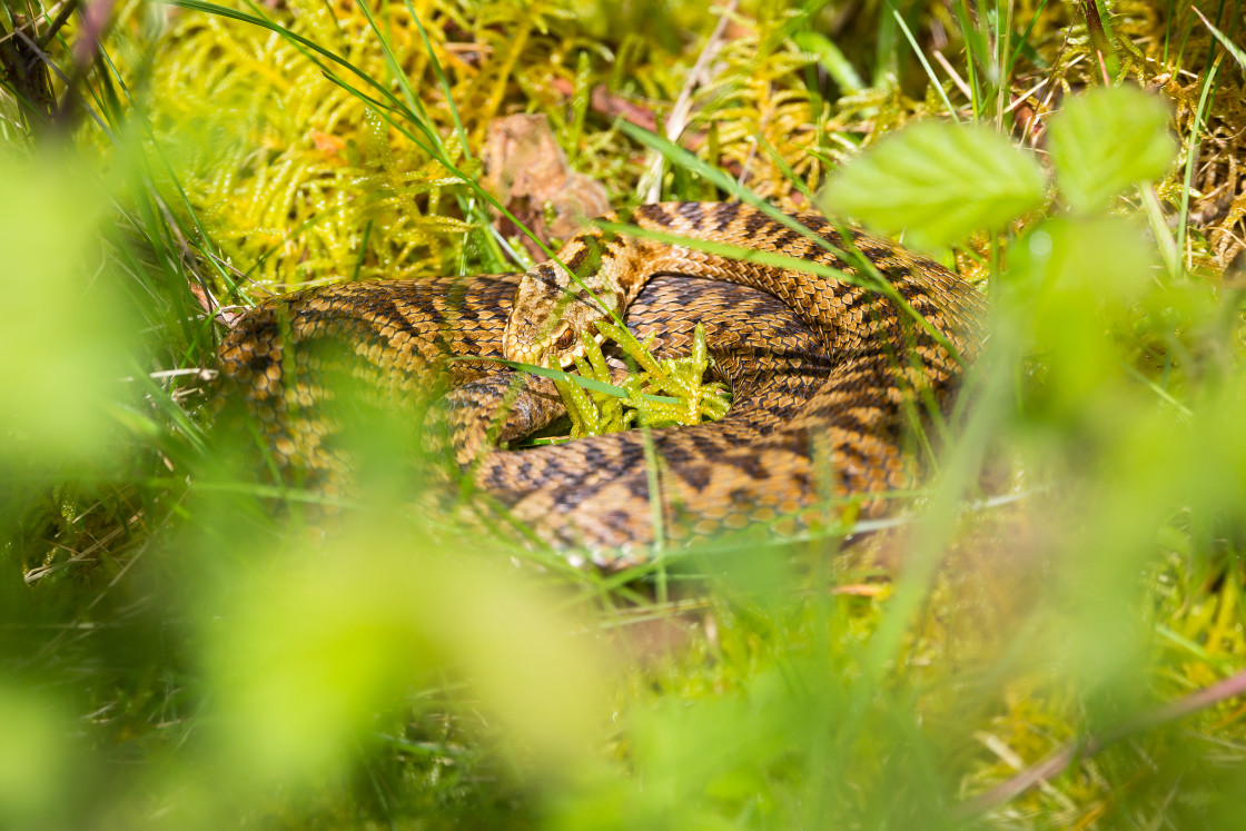 "Adder Snake" by Gordon England - $12.69 "Adder Snake" stock image