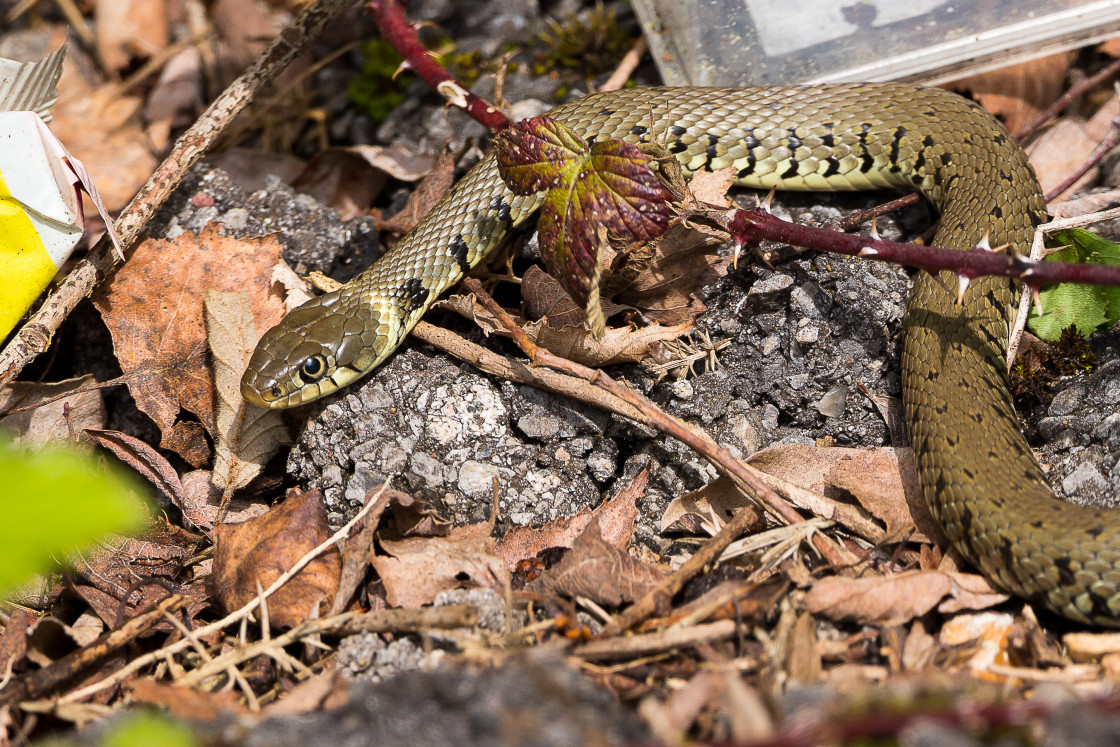 "Grass Snake" by Gordon England - $12.56 "Grass Snake" stock image