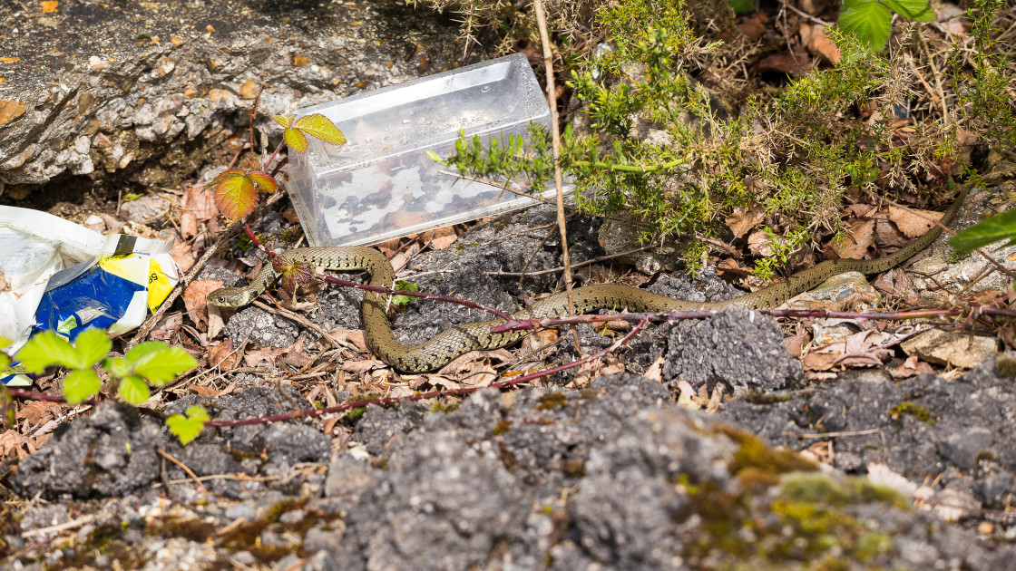 "Grass Snake" by Gordon England - $12.56 "Grass Snake" stock image