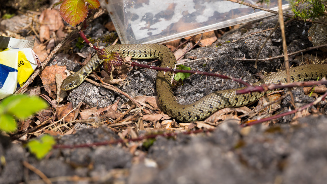 "Grass Snake" by Gordon England - $12.56 "Grass Snake" stock image