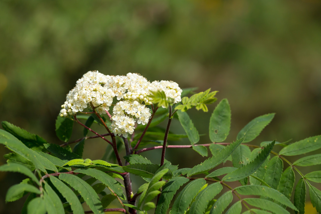 "Rowan Blossom" by Gordon England - $12.56 "Rowan Blossom" stock image