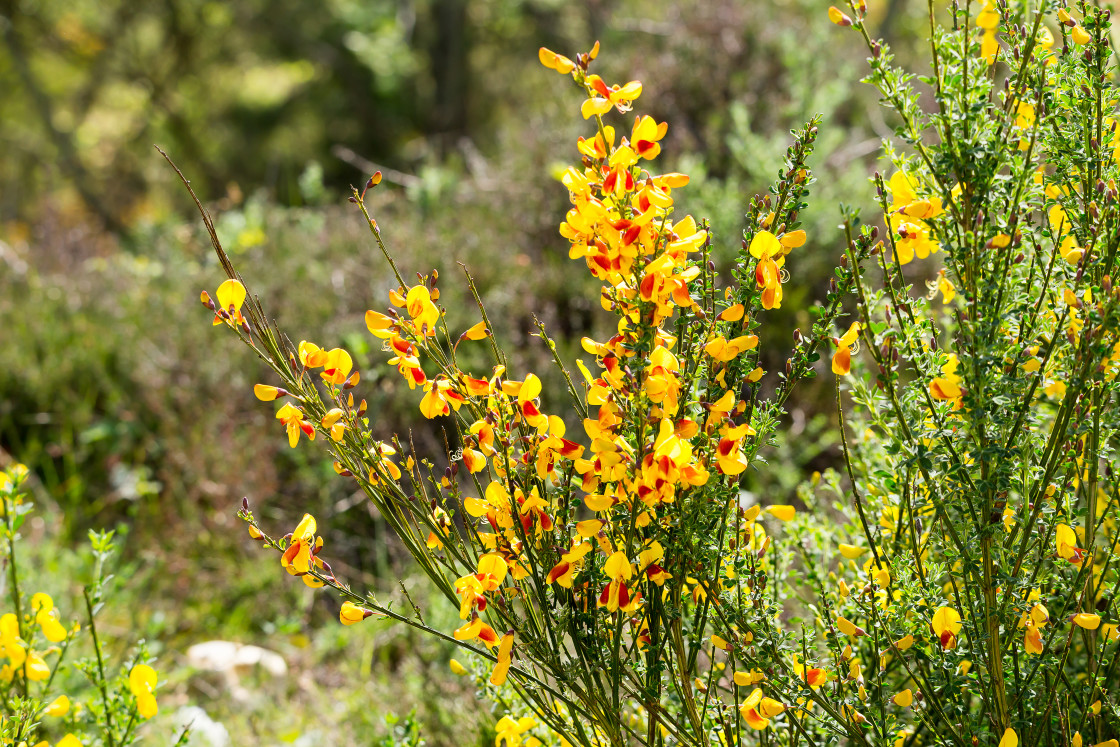 "Broom Flowering" by Gordon England - $12.69 "Broom Flowering" stock image