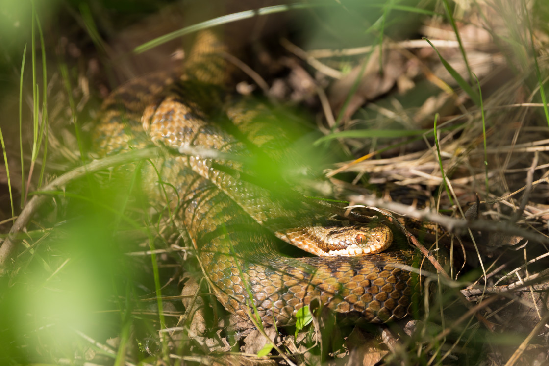 "Female Adder Snake" by Gordon England - $12.69 "Female Adder Snake" stock image