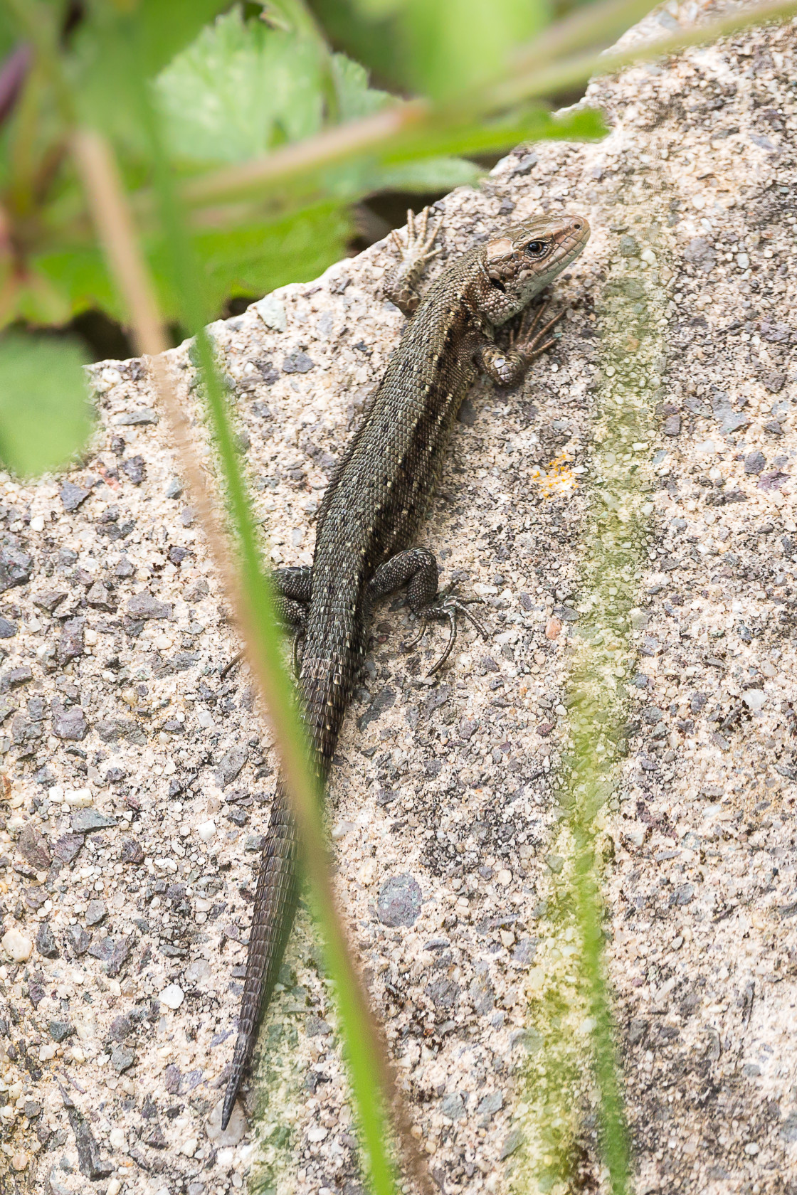 "Viviparous Lizard" stock image