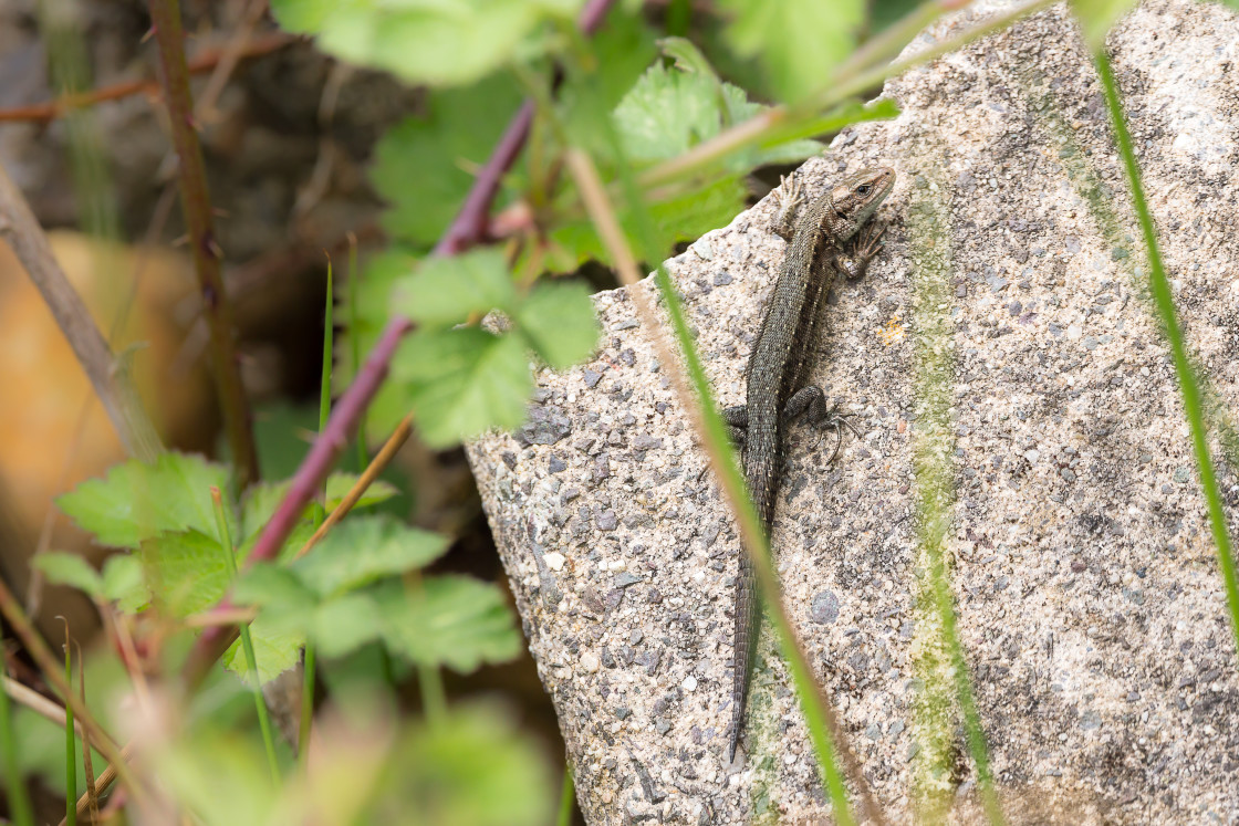 "Viviparous Lizard" stock image