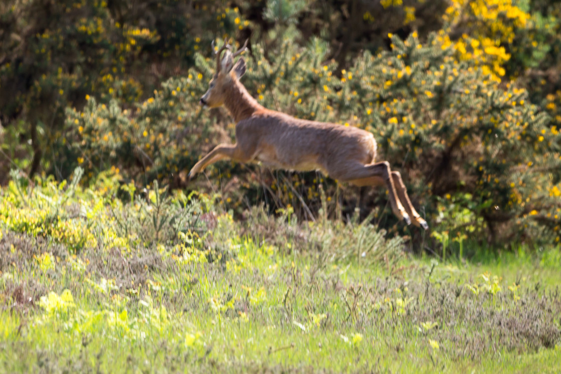 "Roebuck in Flight" by Gordon England - $12.56 "Roebuck in Flight" stock image