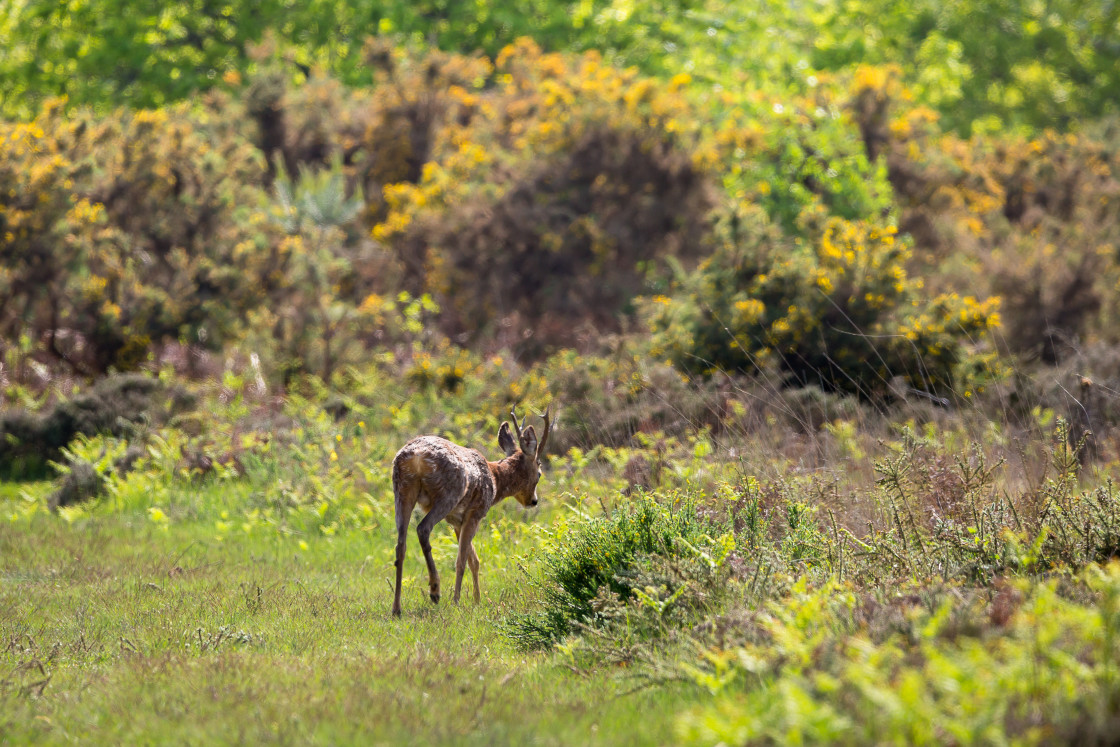 "Roebuck" by Gordon England - $12.56 "Roebuck" stock image