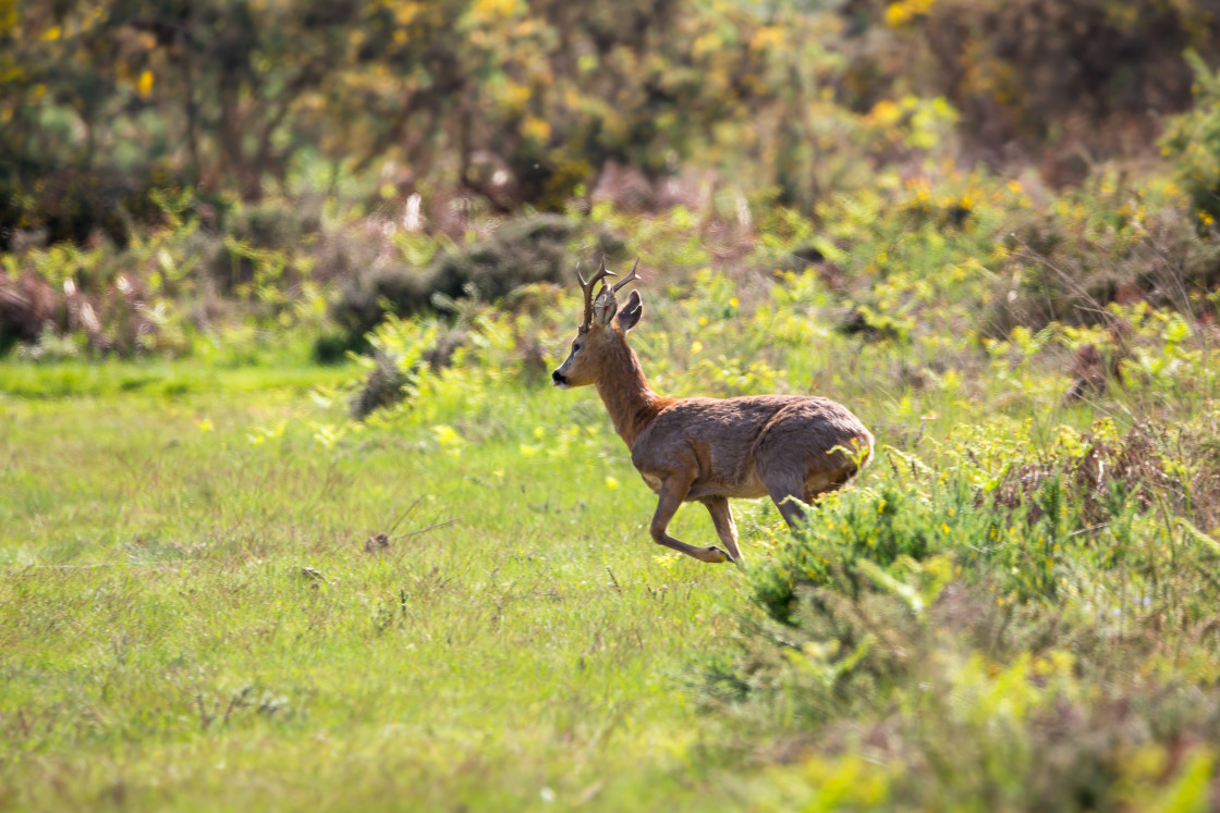 "Roebuck Running" by Gordon England - $12.56 "Roebuck Running" stock image