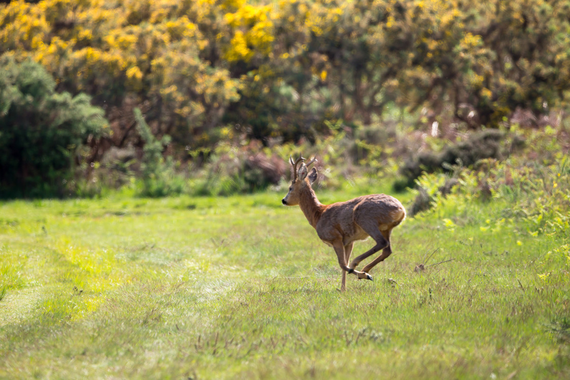 "Roebuck Running" by Gordon England - $12.56 "Roebuck Running" stock image