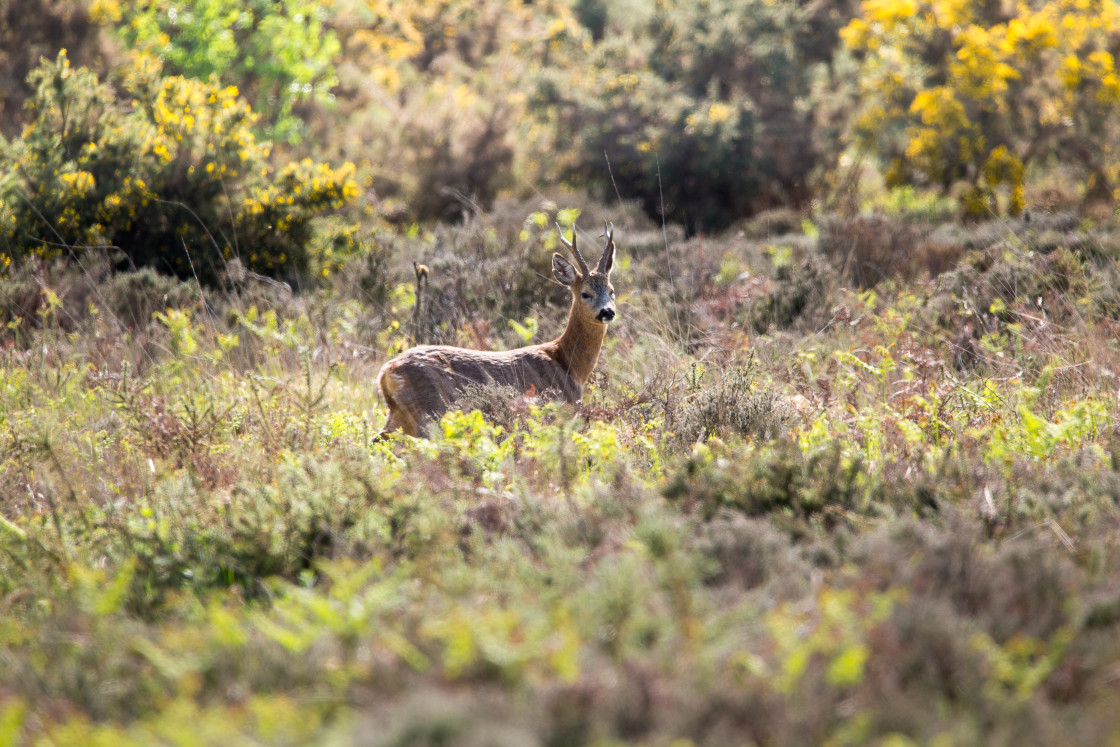"Roebuck" by Gordon England - $12.56 "Roebuck" stock image