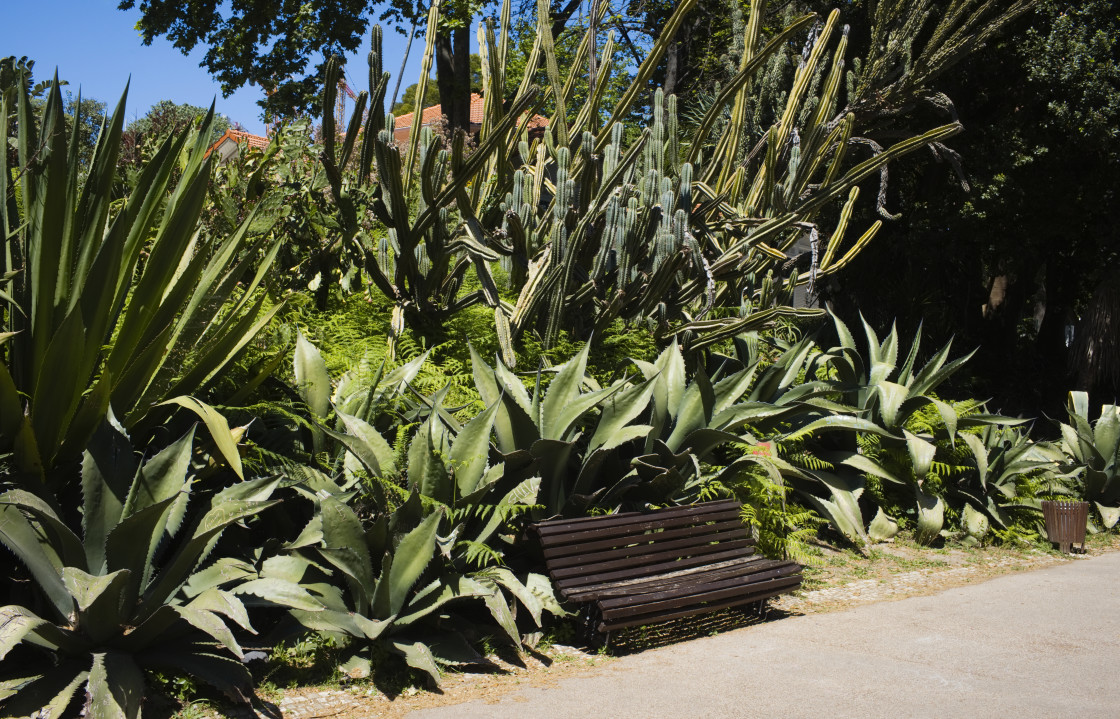 "Cactus plants in the Star Gardens at Lisbon" stock image