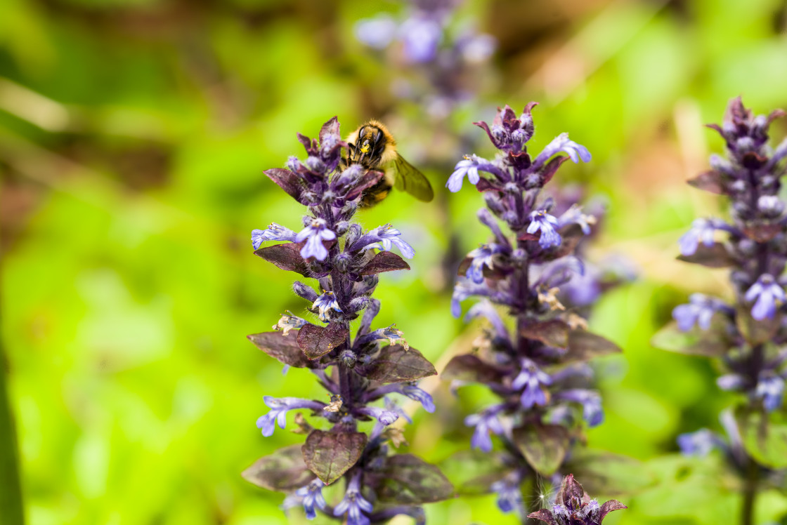 "Carder Bee on Bugle" stock image
