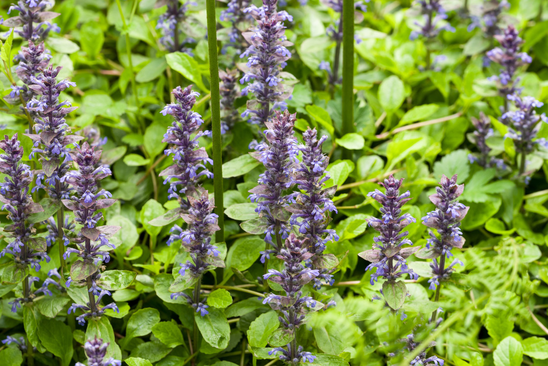 "Bugleweed" by Gordon England - $12.69 "Bugleweed" stock image