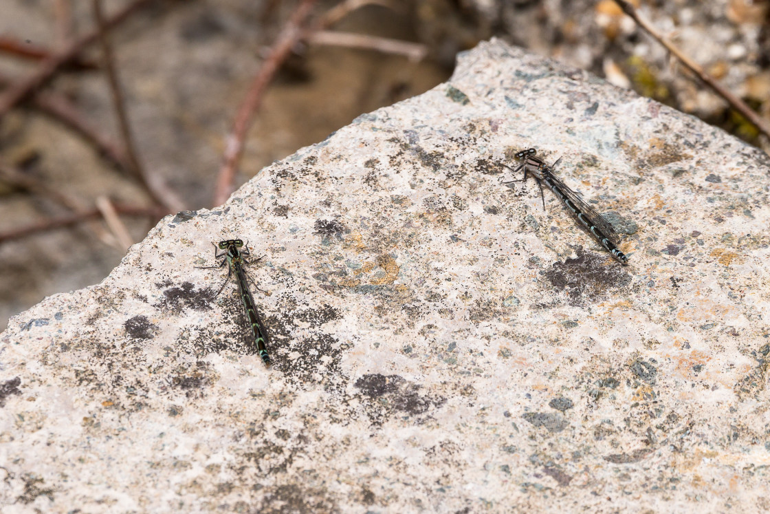 "Common Blue Damselflies" stock image