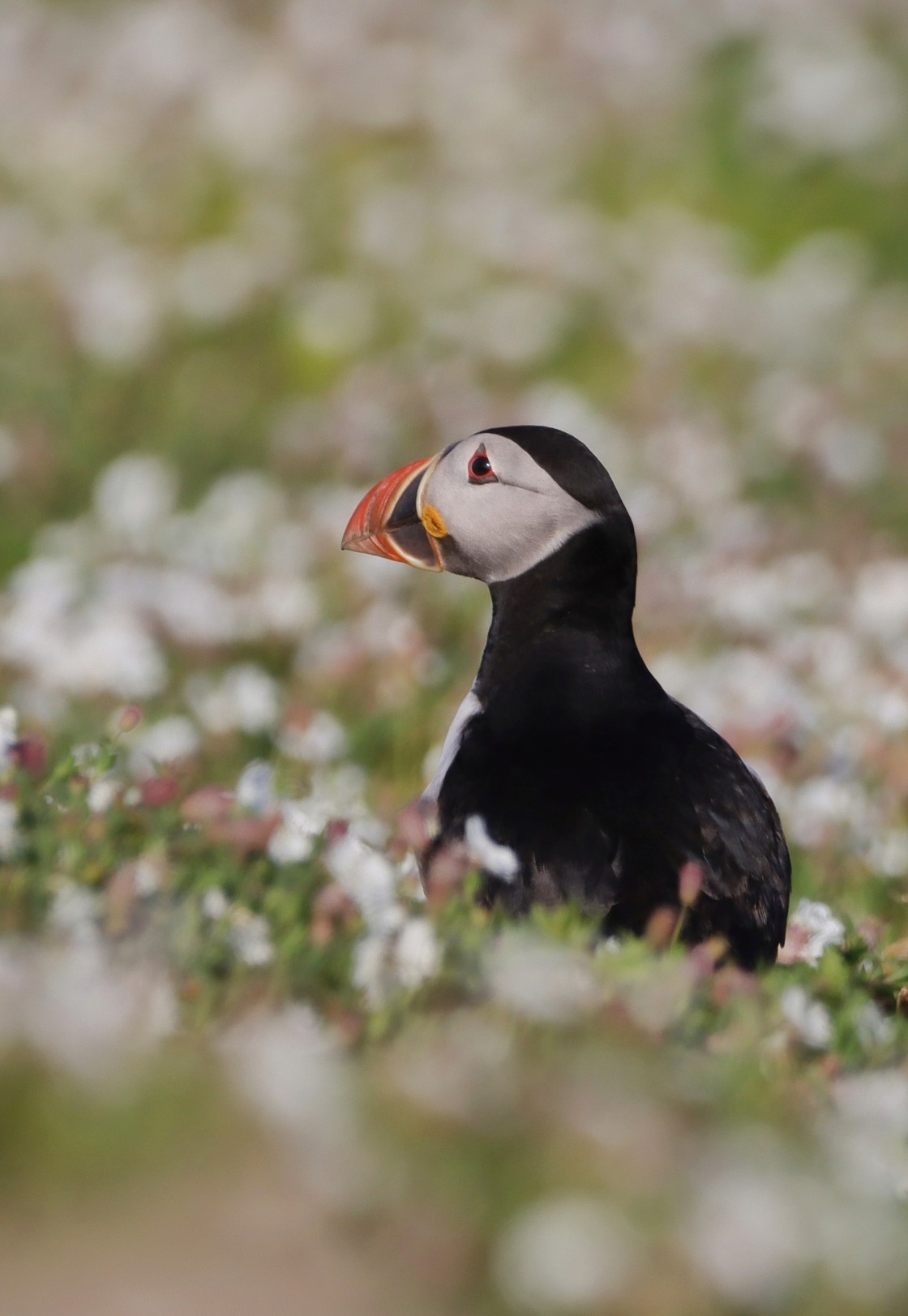 "Puffin Dreams" stock image