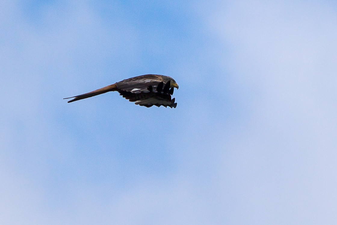 "Red Kite over Santa Pod" stock image