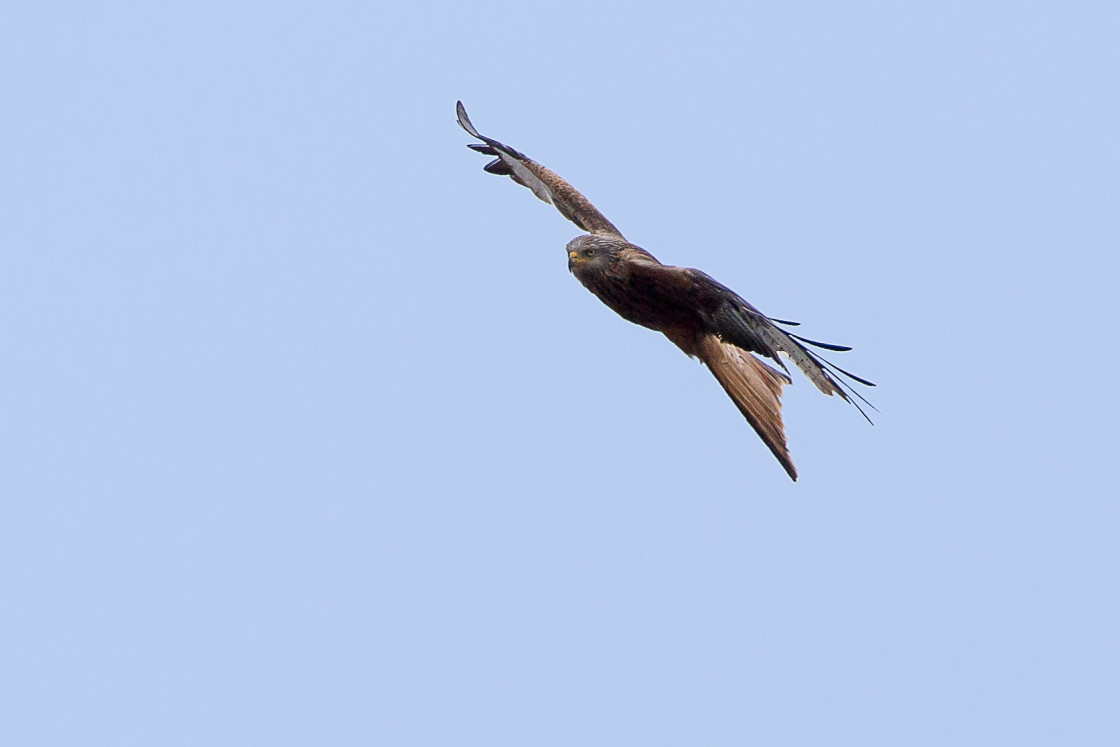 "Red Kite over Santa Pod" stock image