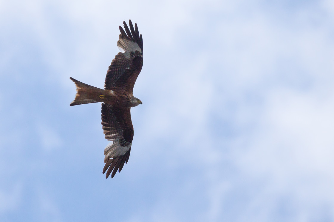 "Red Kite over Santa Pod" by Gordon England - $12.55 "Red Kite over Santa Pod" stock image