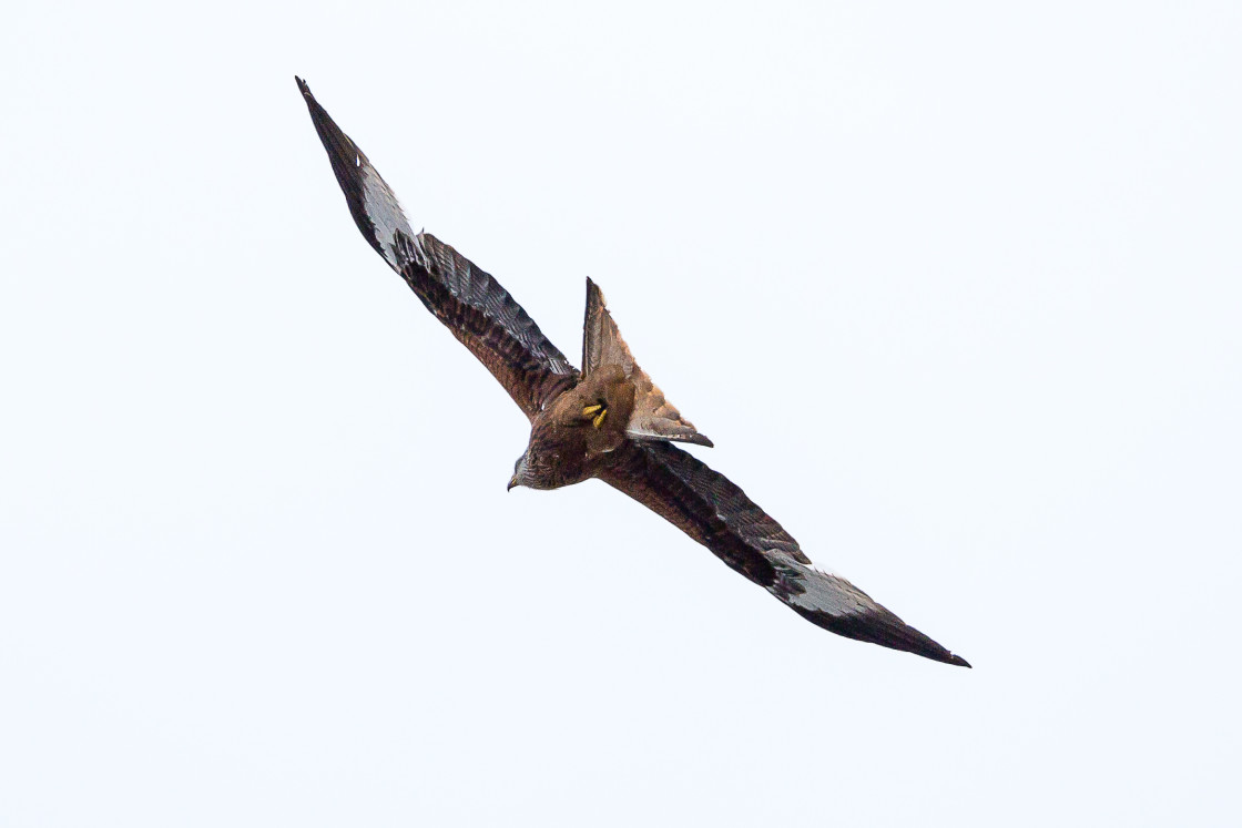 "Red Kite over Santa Pod" stock image