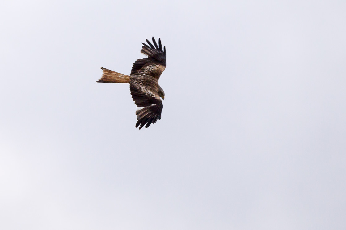 "Red Kite over Santa Pod" stock image