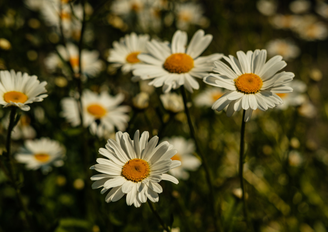 "Daisies" stock image