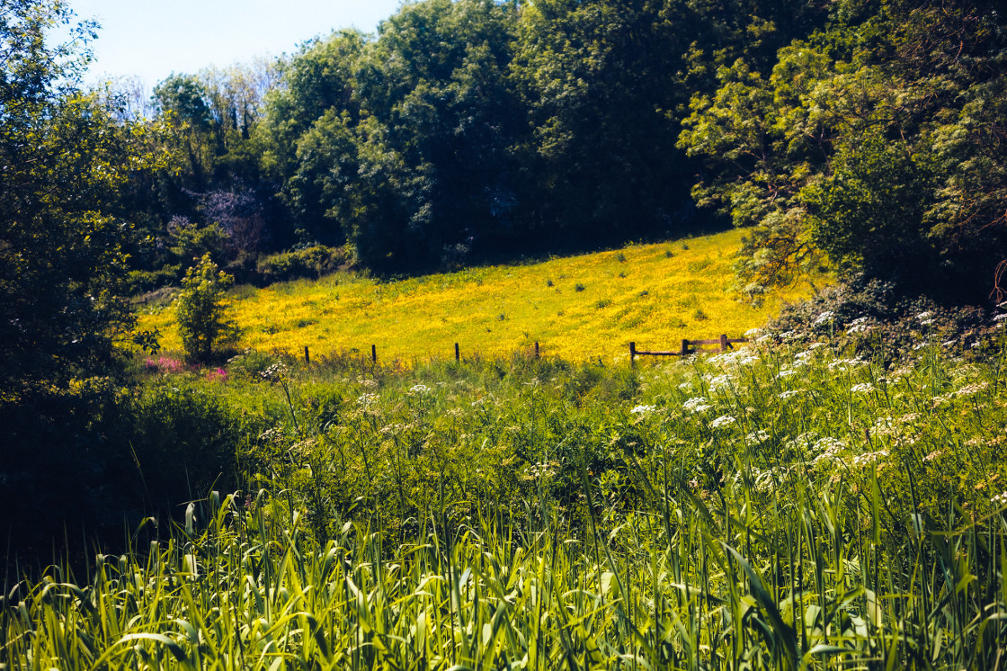 "The Buttercup Field" stock image