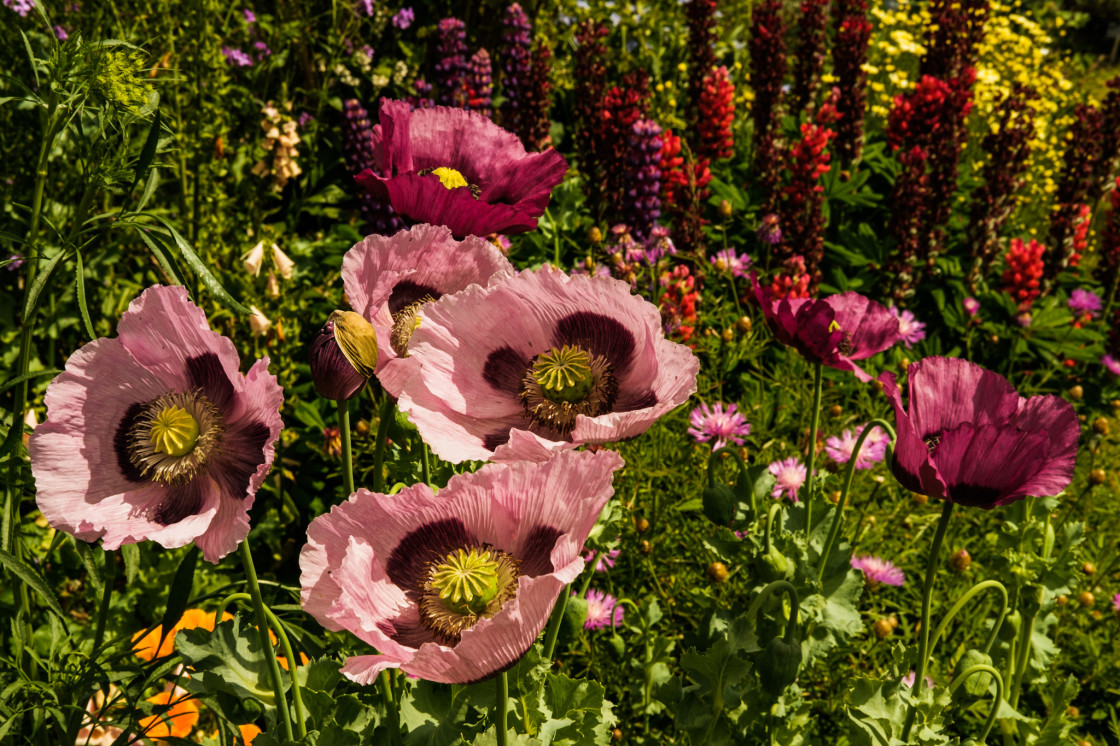 "Poppies" stock image