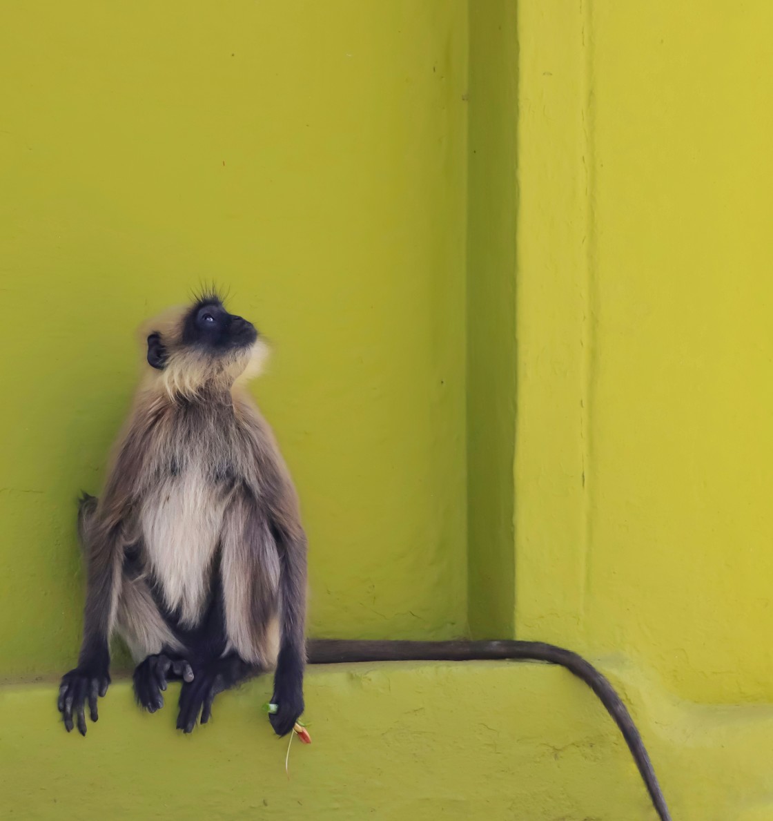 "A Splash of Green Langur" stock image