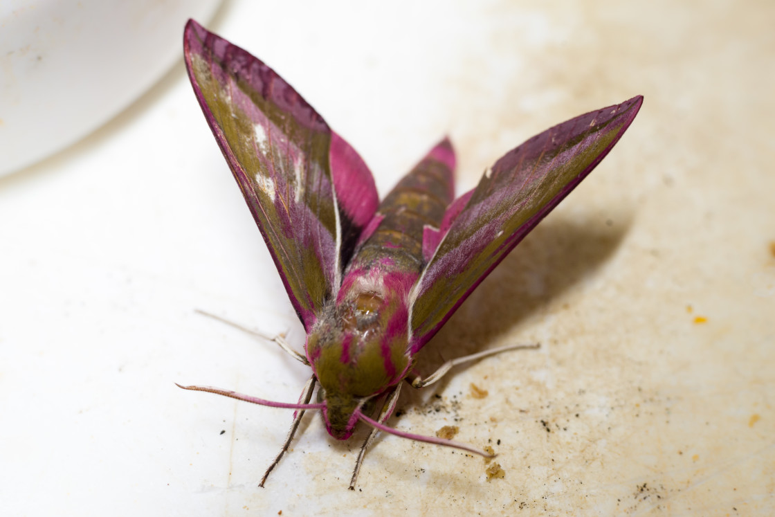 "Elephant Hawk-Moth" by Gordon England - $12.59 "Elephant Hawk-Moth" stock image