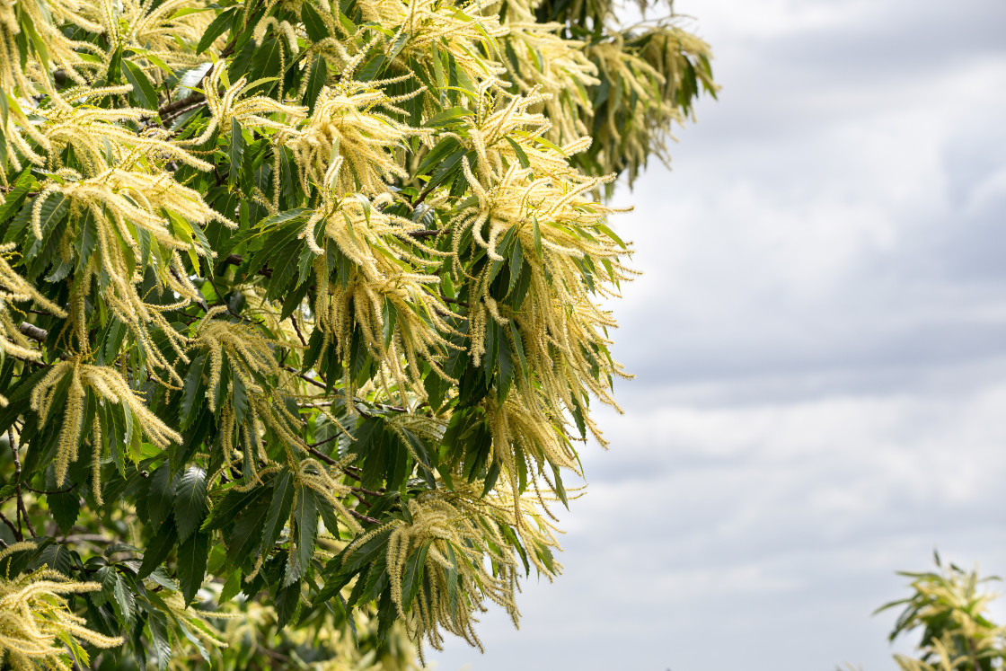 "Sweet Chestnut Catkins" by Gordon England - $12.56 "Sweet Chestnut Catkins" stock image