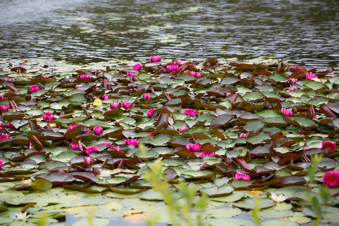 "Water Lilies" by Gordon England - $12.69 "Water Lilies" stock image