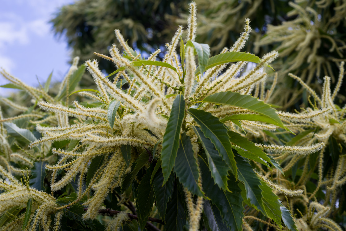 "Sweet Chestnut Tree Catkins" by Gordon England - $12.56 "Sweet Chestnut Tree Catkins" stock image