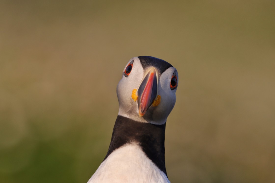 "Pop Up Puffin" stock image