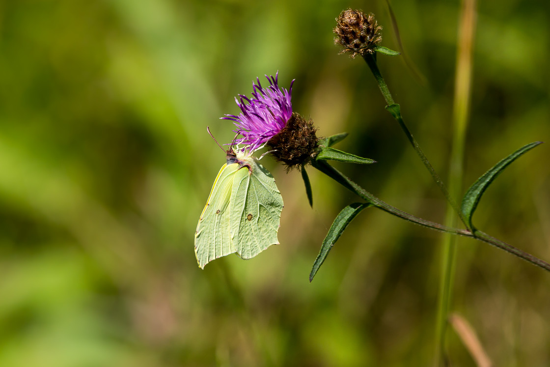 "Brimstone on Knapweed" by Gordon England - $12.71 "Brimstone on Knapweed" stock image