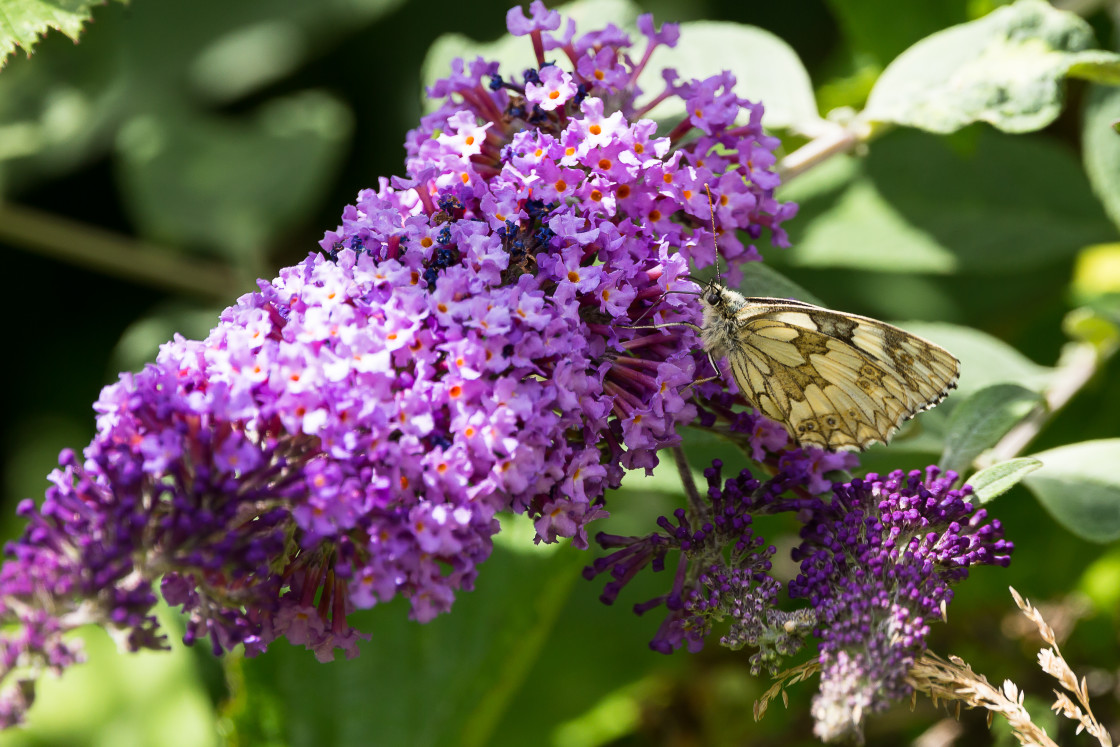"Marbled White" by Gordon England - $12.71 "Marbled White" stock image