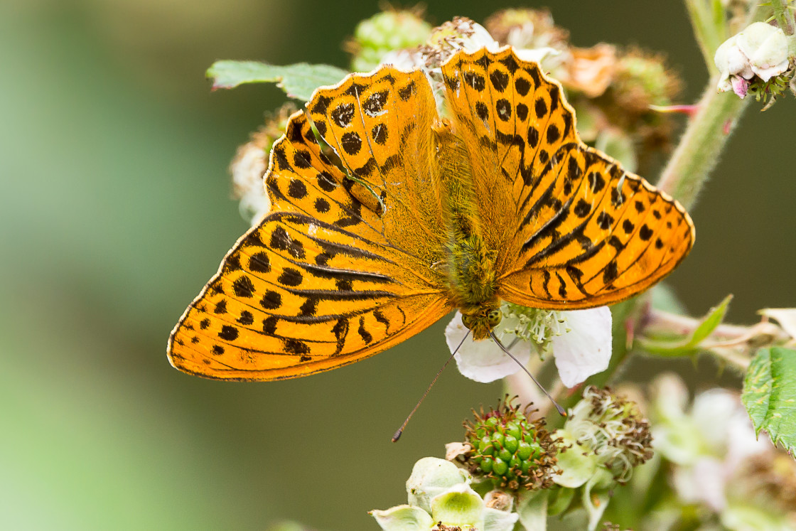 "Silver-washed Fritillary" by Gordon England - $12.70 "Silver-washed Fritillary" stock image