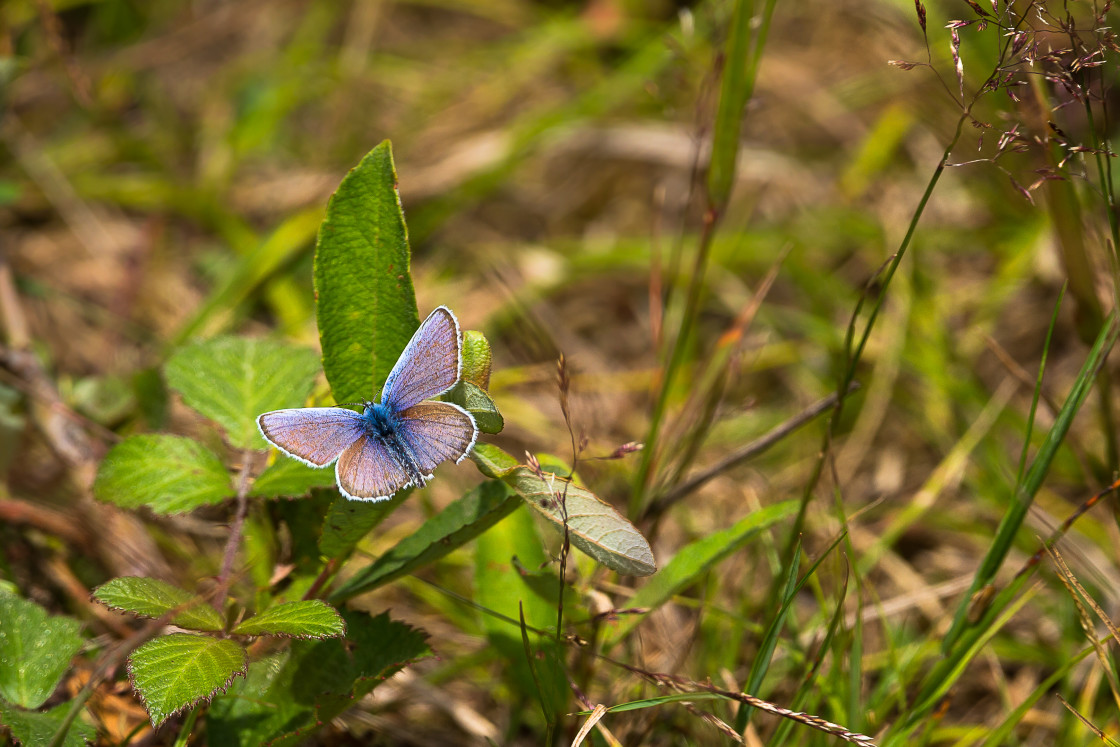 "Silver-studded Blue" by Gordon England - $12.55 "Silver-studded Blue" stock image