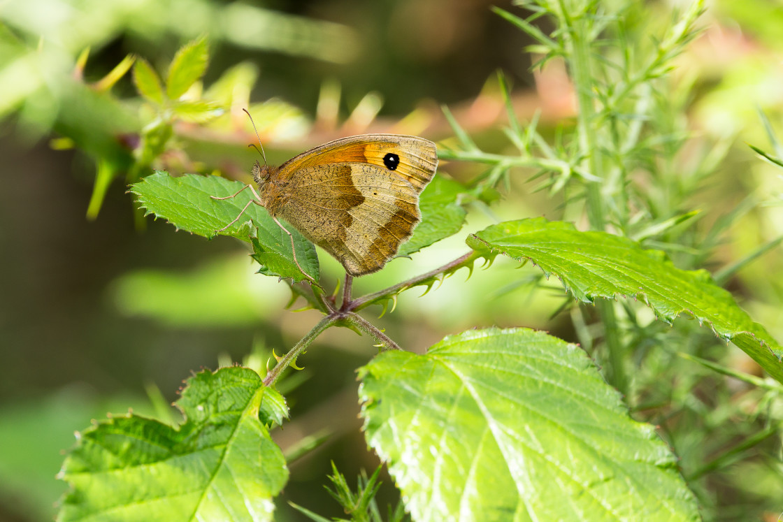 "Meadow Brown" by Gordon England - $12.71 "Meadow Brown" stock image