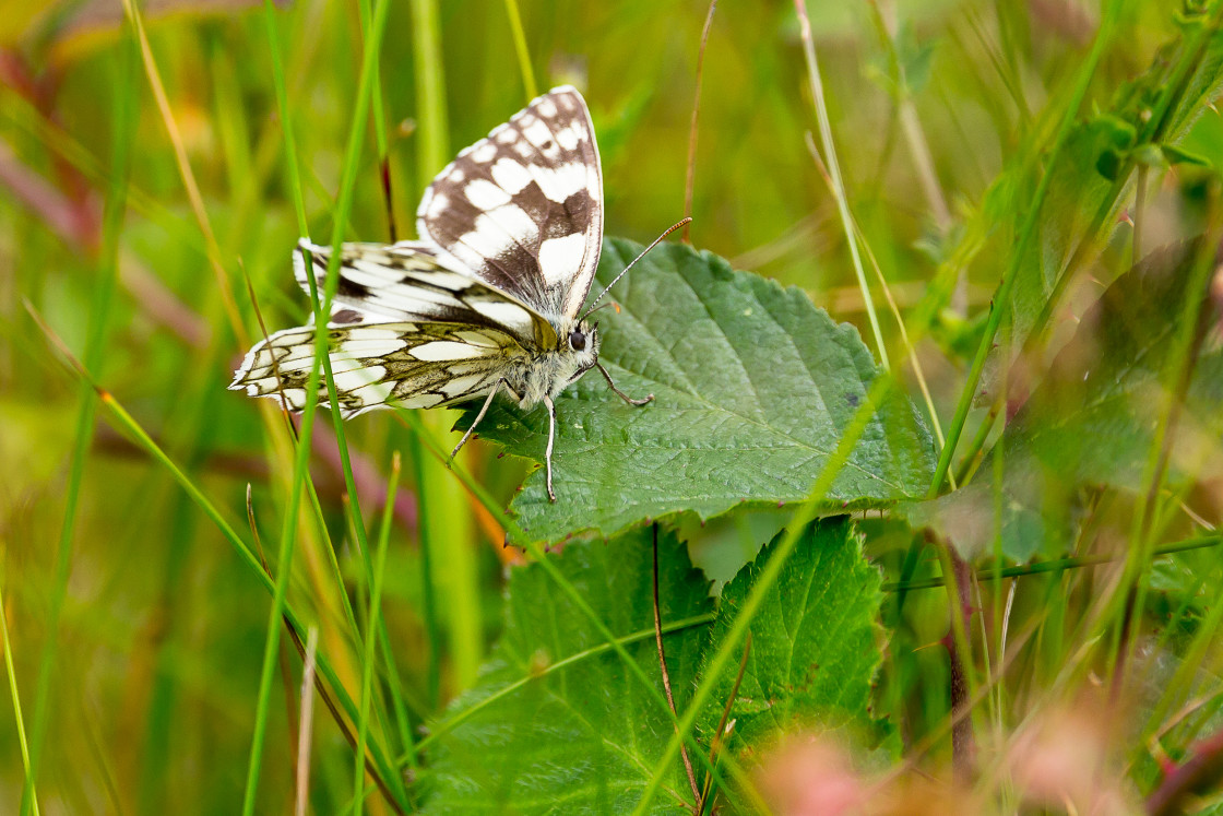 "Marbled White" by Gordon England - $12.55 "Marbled White" stock image