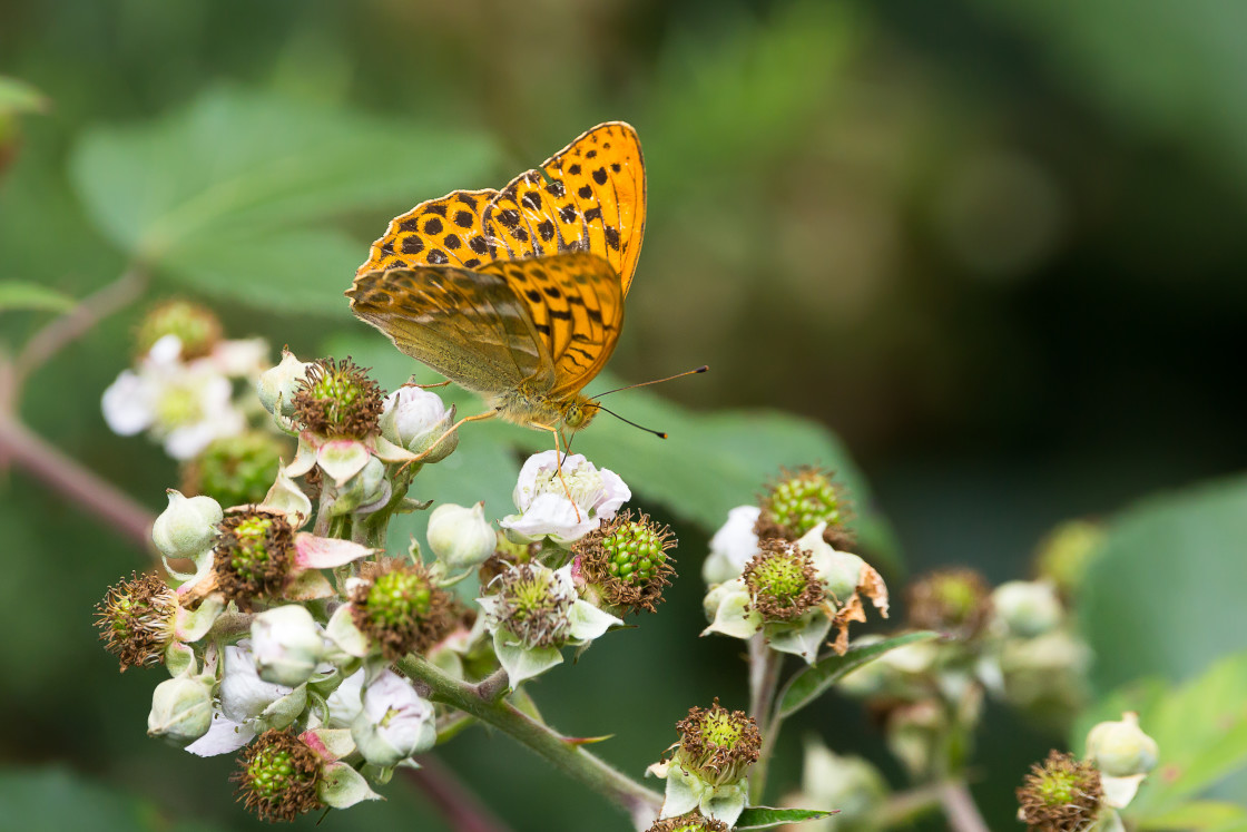 "Silver-washed Fritillary" by Gordon England - $12.57 "Silver-washed Fritillary" stock image