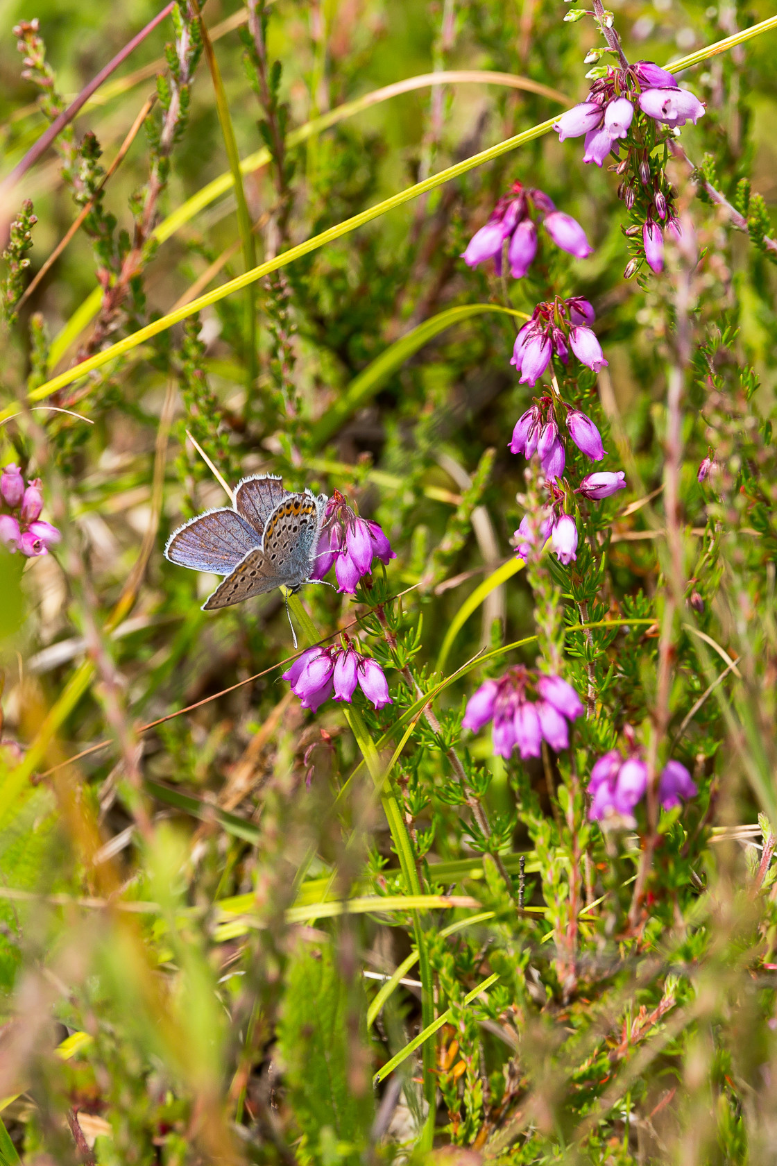 "Silver-studded Blue" by Gordon England - $12.63 "Silver-studded Blue" stock image